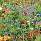 Buzzy Gemengde Wilde Bloemen Zaden Voor Zeker 25m2