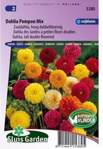 Sluis Garden - Dahlia Pompon Mix